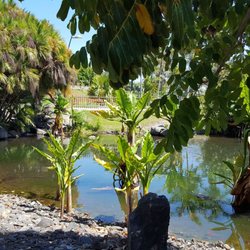 Palmetum - See im botanischen Garten mit wilden Enten