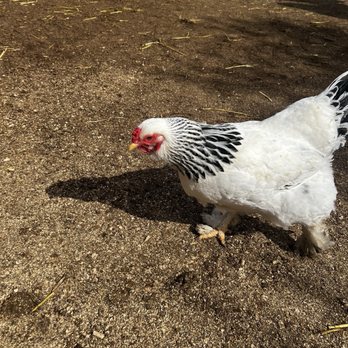 SoCalMiniPigs - Chicken - Pet Breeders Near Me - Valley Center, California