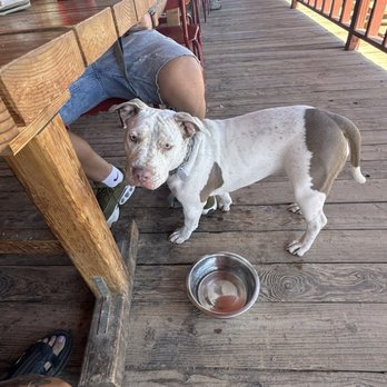 Red Dog Saloon - Blanca - Bars Near Me - Pioneertown, California