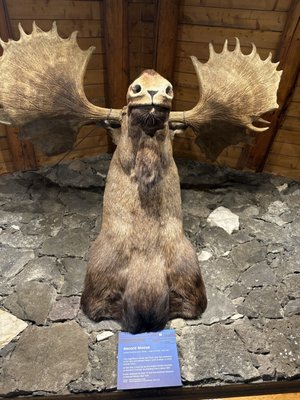 MacBride Museum of Yukon History by null