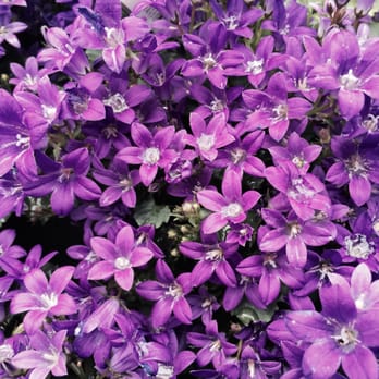 Hicks Nurseries - Nurseries & Gardening Near Me - Westbury, New York