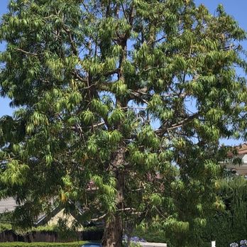 Conejo Valley Tree Service - Tree Services Near Me - Thousand Oaks, California Conejo Valley Tree Service - Tree Services Near Me - Thousand Oaks, California