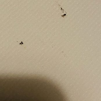OOKA - Willow Grove - Roach remains, could've had a whole body image had server not smeared it on table - Japanese Near Me - Willow Grove, Pennsylvania