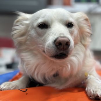 North Bay Veterinary Dentistry - Sleepy pup - Veterinarians Near Me - Petaluma, California North Bay Veterinary Dentistry - Sleepy pup - Veterinarians Near Me - Petaluma, California