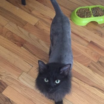 MR. CAT - Pet Groomers Near Me