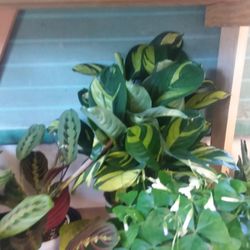 Ireland's Nursery and Gift Shoppe