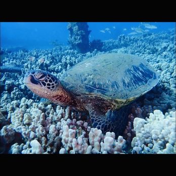 Banyan Tree Divers Maui - Scuba Diving Near Me - Lahaina, Hawaii Banyan Tree Divers Maui - Scuba Diving Near Me - Lahaina, Hawaii