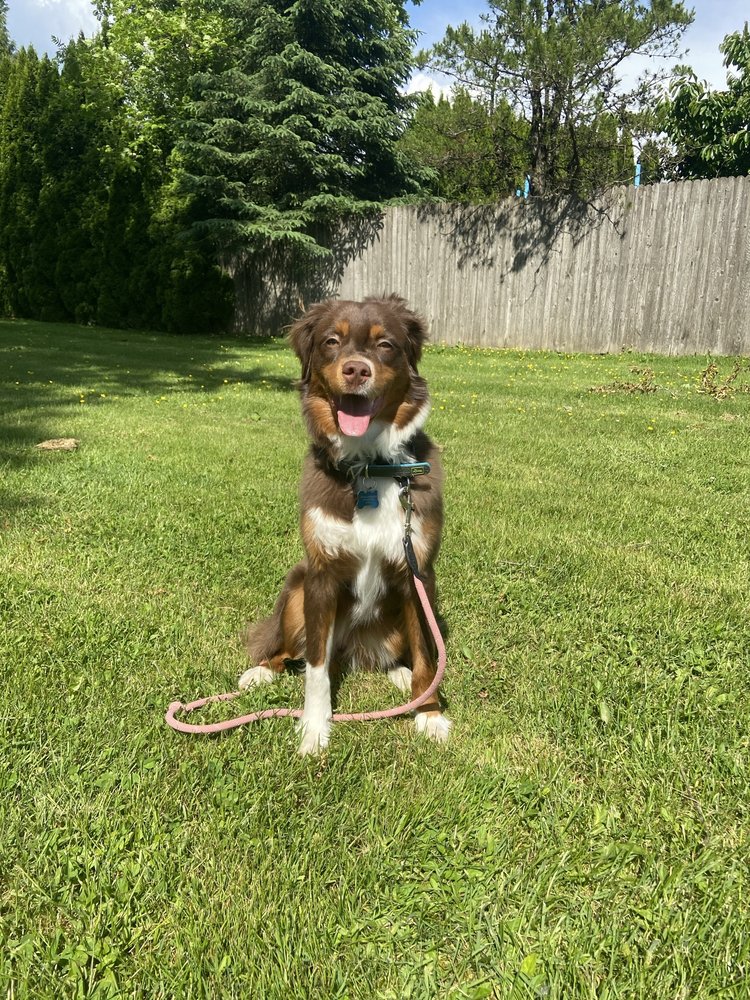 ANDERSON K9 TRAINING Updated June 2024 Request a Quote Chilliwack