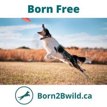 Born 2B Wild - Toronto Dog Training - Pet Training Near Me Born 2B Wild - Toronto Dog Training - Pet Training Near Me