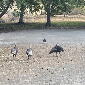 Lopez Lake - Turkeys - Boating Near Me - Arroyo Grande, California Lopez Lake - Turkeys - Boating Near Me - Arroyo Grande, California