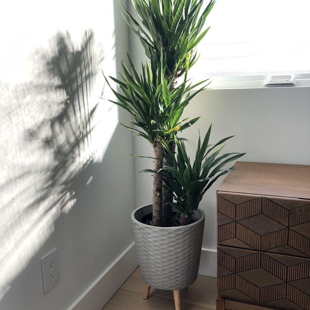 Lucky Plants - Yucca plant + concrete planter - Nurseries & Gardening Near Me - Hermosa Beach, California Lucky Plants - Yucca plant + concrete planter - Nurseries & Gardening Near Me - Hermosa Beach, California