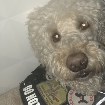 Canines 4 Hope - Canines4hope 8 hours into 10 hour nonstop international Delta flight. Flight crew says best trained dog they've ever flown with! - Pet Training Near Me - Stuart, Florida