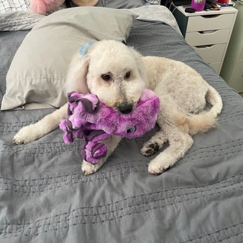 SouthernCaDoodles - Pet Breeders Near Me