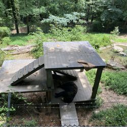Bear Hollow Zoo - Bear enclosure