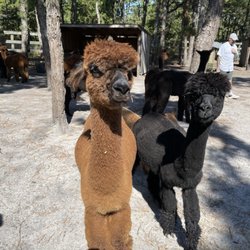 Out Of Sight Alpacas - Alpacas say hi