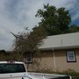 Photo of The Stump Grinder Tree Service