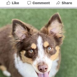 BoneVoyage Pet Resort