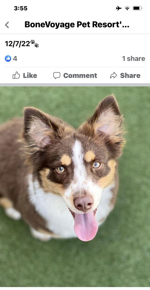 BoneVoyage Pet Resort Image