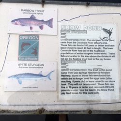 Gnat Creek Hatchery - Fish info