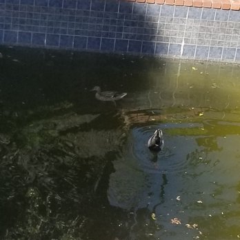 Sac Pool Pros - Thanks Sac Pool Pros! :l - Pool & Hot Tub Service Near Me - Sacramento, California Sac Pool Pros - Thanks Sac Pool Pros! :l - Pool & Hot Tub Service Near Me - Sacramento, California