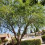Photo of Rivas Tree Service