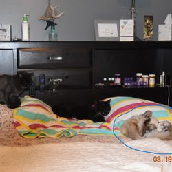 Plant City Animal Hospital - From rag-tag neighborhood vagabond to his forever home. Thanks, Dr. Montgomery for knowing so much about cats and giving him back his life.
