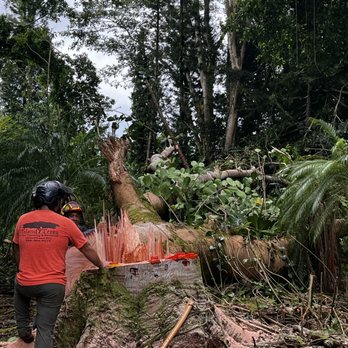Island Trees - Felled Albizia - Tree Services Near Me Island Trees - Felled Albizia - Tree Services Near Me
