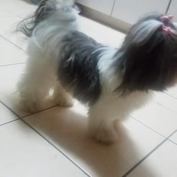 Petisa Spa - Pet Groomers Near Me - New York, New York Petisa Spa - Pet Groomers Near Me - New York, New York