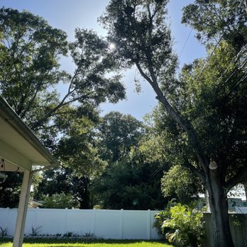 Proper Cut Tree Care - Tree Services Near Me - Clearwater, Florida
