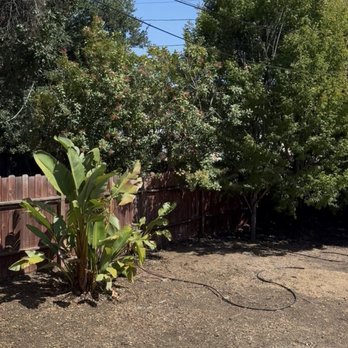 Bay Area Tree Pro - Yard After - Tree Services Near Me Bay Area Tree Pro - Yard After - Tree Services Near Me