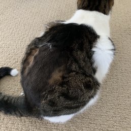 This is the cat she was late to come after sedation and couldn't finish. This is the cat she was late to come after sedation and couldn't finish.