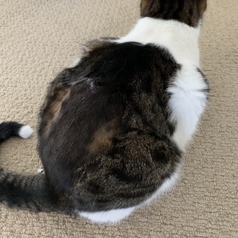 Lisajanays Bow Wows & Meows - This is the cat she was late to come after sedation and couldn't finish. - Pet Groomers Near Me Lisajanays Bow Wows & Meows - This is the cat she was late to come after sedation and couldn't finish. - Pet Groomers Near Me
