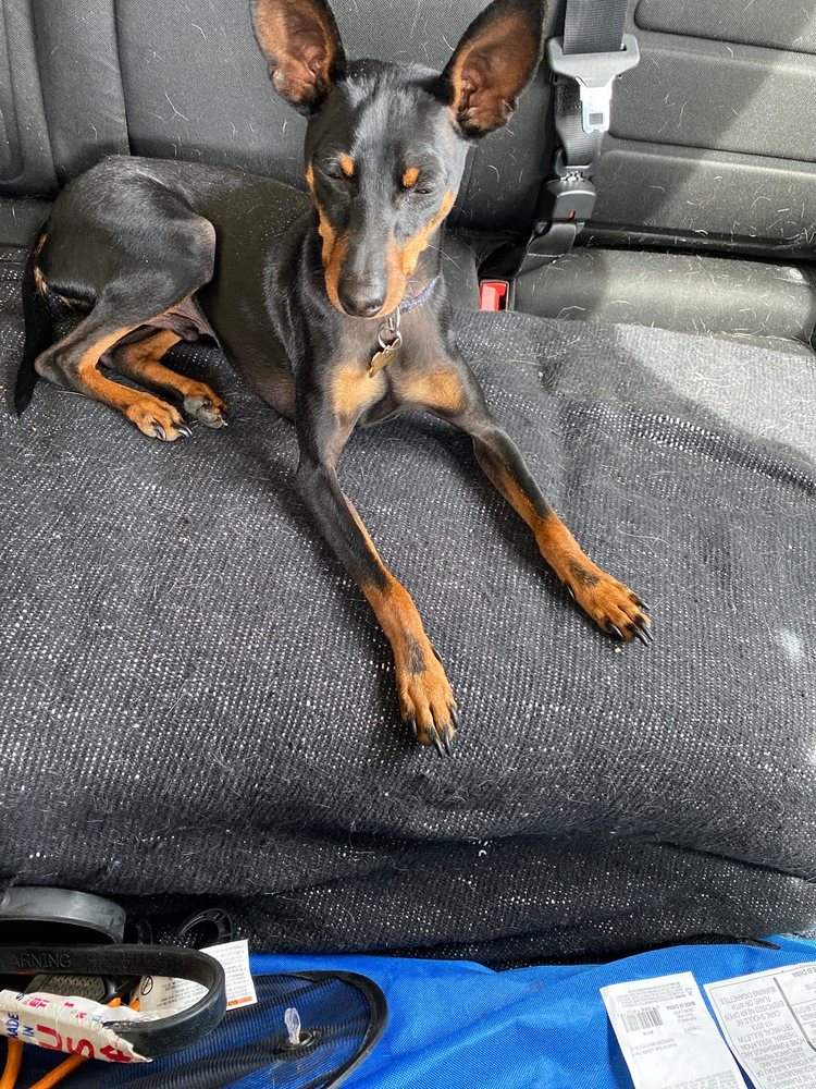 MUGSY’S PET SUPPLY & BARKERY 100 Photos & 37 Reviews Pet Stores