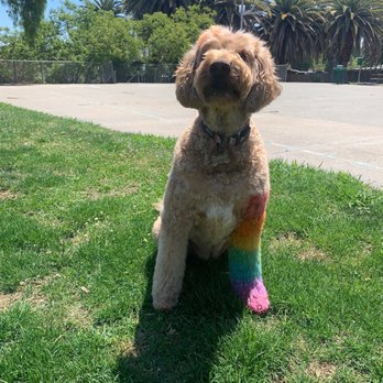 Wink Dog Salon - Pride ready! - Pet Groomers Near Me - Walnut Creek, California Wink Dog Salon - Pride ready! - Pet Groomers Near Me - Walnut Creek, California