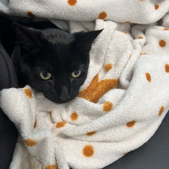 Veterinary Emergency Group - Boo kitty - Emergency Pet Hospital Near Me - Chandler, Arizona Veterinary Emergency Group - Boo kitty - Emergency Pet Hospital Near Me - Chandler, Arizona