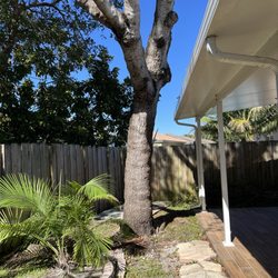 Bayamito & Sons Tree Trimming & Stump Removal - Before tree removal