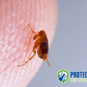Protector Pest Solutions - Pest Control Near Me - Cumming, Georgia Protector Pest Solutions - Pest Control Near Me - Cumming, Georgia