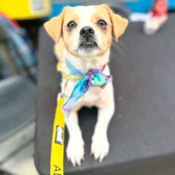 Pupstarz Rescue - Skelly, now Edie - Pet Adoption Near Me Pupstarz Rescue - Skelly, now Edie - Pet Adoption Near Me