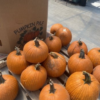 Calloway's Nursery - Pumpkin pie pumpkins. - Nurseries & Gardening Near Me - Arlington, Texas