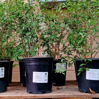 Mojave Bloom Nursery - Wonderful pomegranate plants - Home Decor Near Me - Las Vegas, Nevada Mojave Bloom Nursery - Wonderful pomegranate plants - Home Decor Near Me - Las Vegas, Nevada