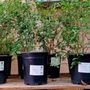 Photo of Mojave Bloom Nursery