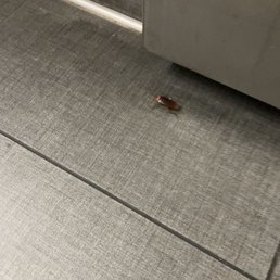 This was mom or dad cockroach to the one found on my chair. This one was cruising around the bathroom. This was mom or dad cockroach to the one found on my chair. This one was cruising around the bathroom.
