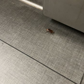 Pho Lucky - This was mom or dad cockroach to the one found on my chair. This one was cruising around the bathroom. - Vietnamese Near Me - San Diego, California