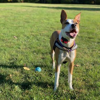The Happy K-9 - Pet Training Near Me - Danvers, Massachusetts