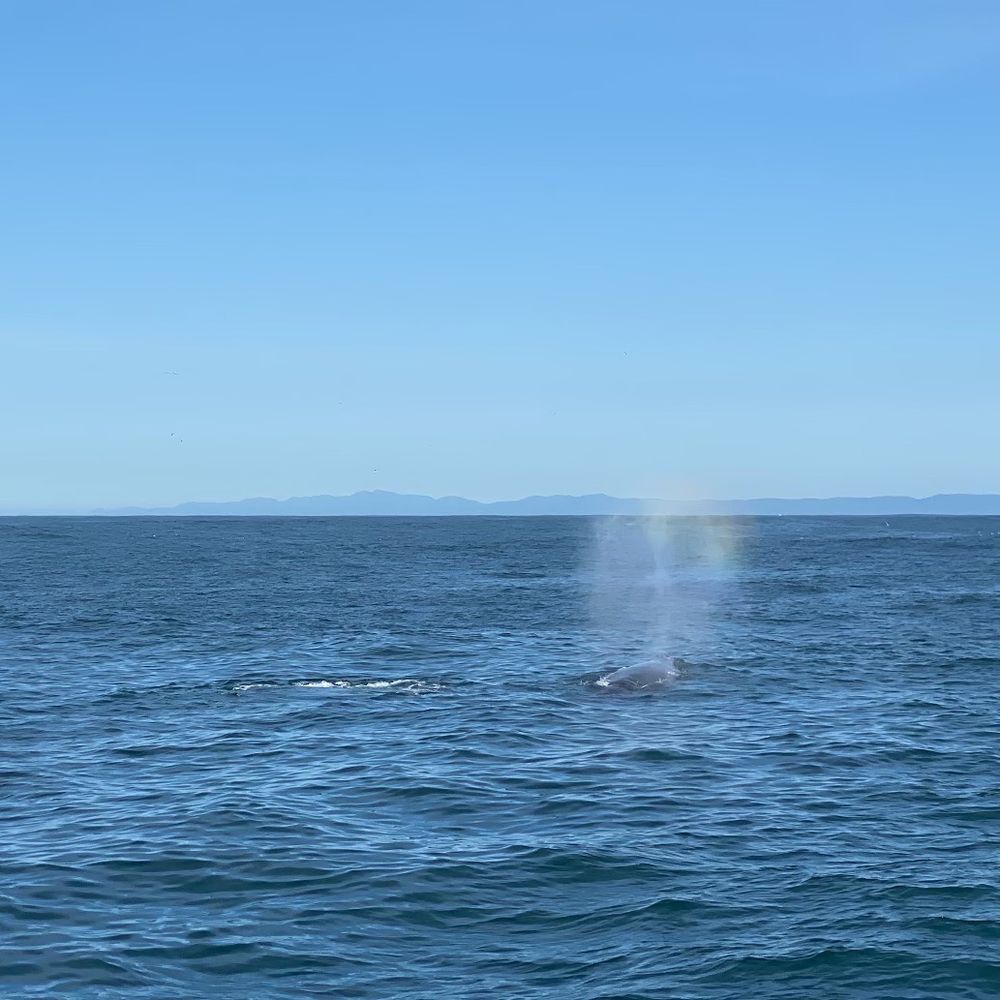 All Aboard Adventures - There she blows! - Fishing Near Me - Fort Bragg, California All Aboard Adventures - There she blows! - Fishing Near Me - Fort Bragg, California