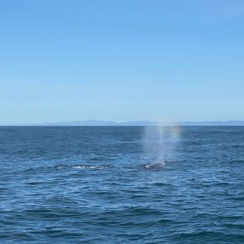 All Aboard Adventures - There she blows! - Fishing Near Me - Fort Bragg, California