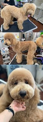 ~Pet Grooming Services～ - Make an appointment with us today!