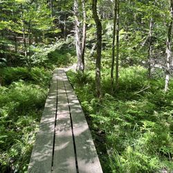 Giant Mountain - Rooster Comb foot path into Snow Mountain - Keen Valley, NY.