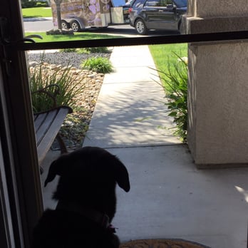 Custom K9's Mobile Grooming - Leilani patiently waiting for her sister Maile! My puppies LOVE "Spa Day" with Lorna!! #lovemyLabs - Pet Groomers Near Me - Lathrop, California