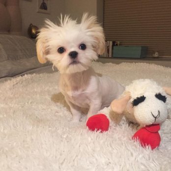 Disco Paws - Pet Sitting Near Me - Astoria, New York